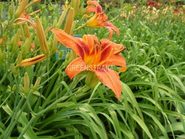 Лилейник буро-жёлтый (Hemerocallis fulva)