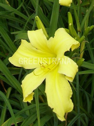 Лилейник гибридный Эмеральд Джой (Hemerocallis 'Emerald Joy')