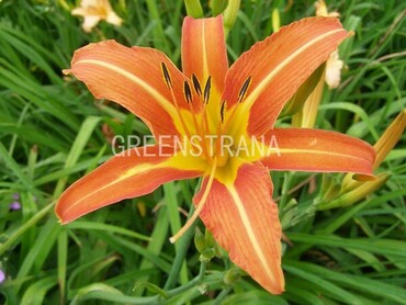 Лилейник гибридный Европа (Hemerocallis 'Europa')
