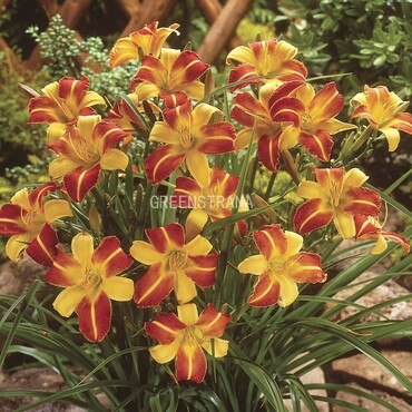 Лилейник гибридный Франс Халс (Hemerocallis 'Frans Hals')