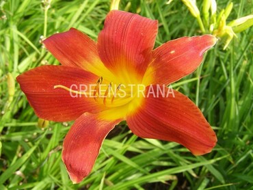 Лилейник гибридный Густо (Hemerocallis 'Gusto')