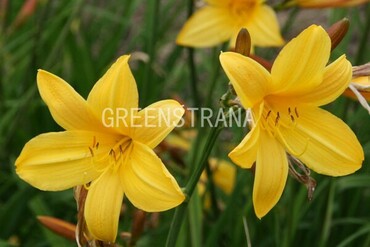 Лилейник гибридный Лемонс Беллс (Hemerocallis 'Lemons Bells')