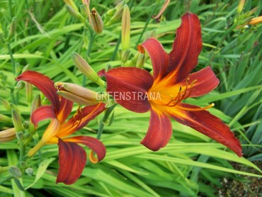 Лилейник гибридный Сэмми Рассел (Hemerocallis 'Sammy Russell')