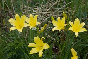 Лилейник малый (Hemerocallis minor)