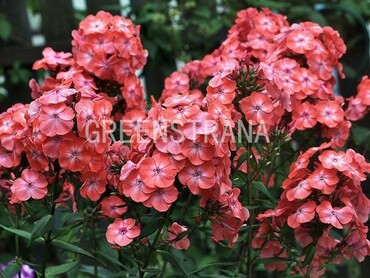 Флокс метельчатый Радость Жизни (Phlox paniculata 'Radost Zhizni')