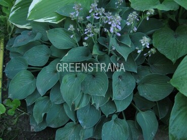 Хоста Пасифик Блю Эдж (Hosta 'Pacific Blue Edge')