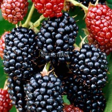 Ежевика кустистая Даррой (Rubus fruticosus 'Darroy')