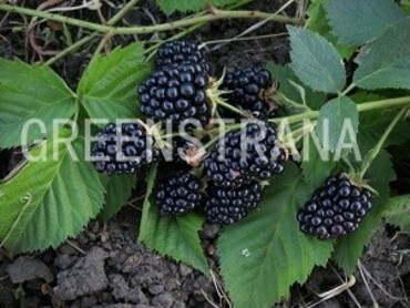 Ежевика кустистая Хелен (Rubus fruticosus 'Helen')