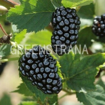 Ежевика кустистая Натчез (Rubus fruticosus 'Natchez')