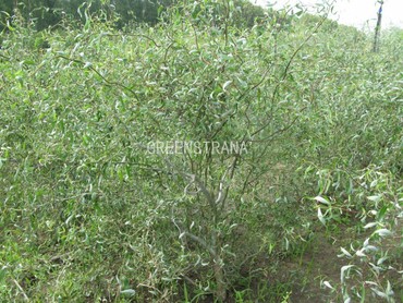 Ива гибридная Свердловская извилистая II (Salix 'Sverdlovskaja Izvilistaja II')