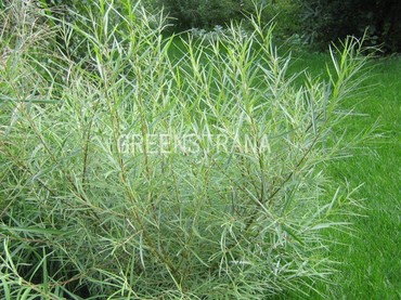 Ива розмаринолистная (Salix rosmarinifolia)