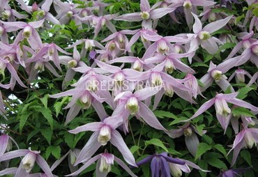 Клематис альпийский (Clematis alpina)