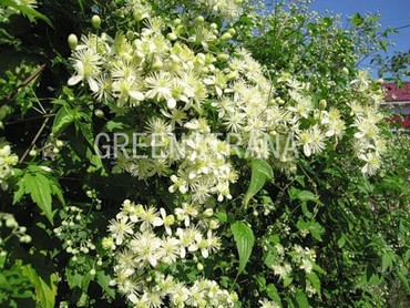 Клематис виноградолистный (Clematis vitalba)