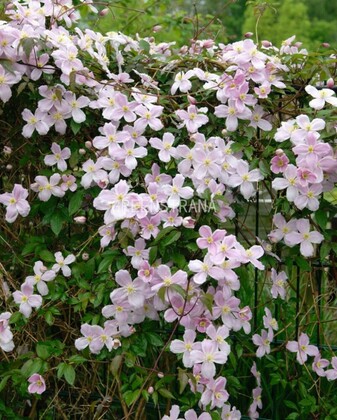 Клематис горный (Clematis montana)