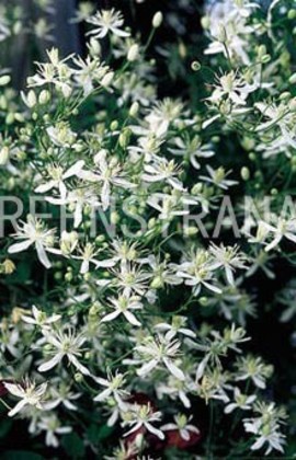 Клематис жгучий (Clematis flammula)