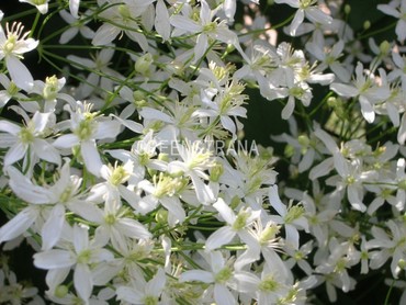 Клематис маньчжурский (Clematis manshurica)
