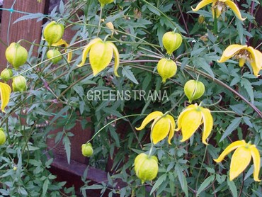 Клематис тангутский (Clematis tangutica)