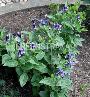 Клематис цельнолистный (Clematis integrifolia)