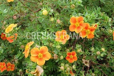 Лапчатка кустарниковая Хопли Оранж (Dasiphora fruticosa 'Hopley Orange')