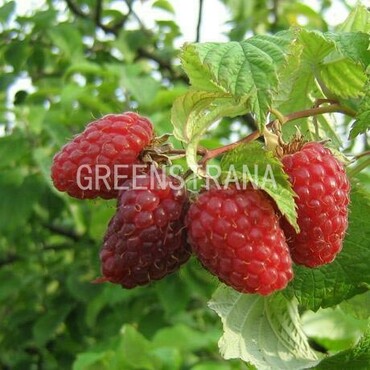 Малина сортовая (Rubus idaeus)