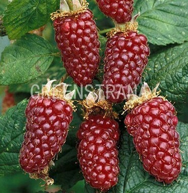 Малино-ежевичный гибрид Тэйберри (Rubus 'Tayberry')
