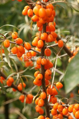 Облепиха крушиновидная Фрисдорфер Оранж (Hippophae rhamnoides 'Friesdorfer Orange')