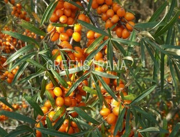 Облепиха крушиновидная Лейкора (Hippophae rhamnoides 'Leikora')