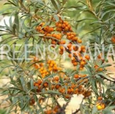 Облепиха крушиновидная Полмикс (Hippophae rhamnoides 'Pollmix')