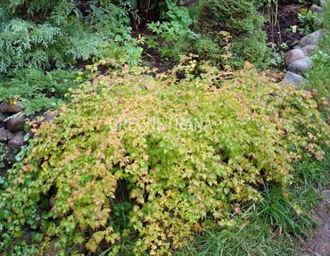 Стефанандра надрезанная (Stephanandra incisa)