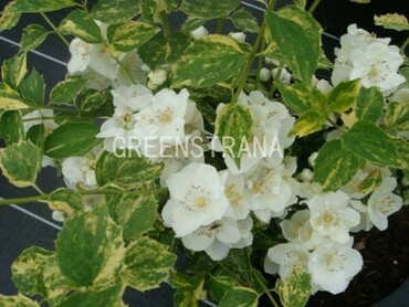 Чубушник венечный Инносенс (Philadelphus coronarius 'Innocence')