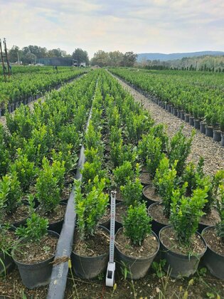 Самшит вечнозеленый  "Buxus sempervirens"