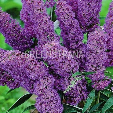 Будлея Давида Софи (Buddleja davidii 'Sophie')