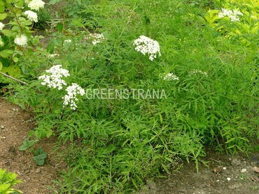 Бузина черная (Sambucus nigra)
