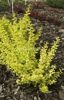 Барбарис Тунберга Голдалита (Berberis thunbergii 'Goldalita')