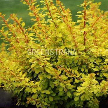 Барбарис Тунберга Голден Дрим (Berberis thunbergii 'Golden Dream')