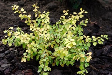 Барбарис Тунберга Голден Хорайзон (Berberis thunbergii 'Golden Horizon')