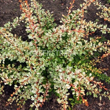 Барбарис Тунберга Келерис (Berberis thunbergii 'Kelleriis')