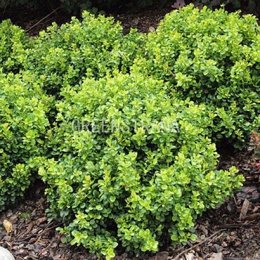 Барбарис Тунберга Кобольд (Berberis thunbergii 'Kobold')