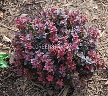 Барбарис Тунберга Конкорд (Berberis thunbergii 'Concorde')