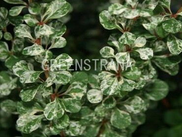 Барбарис Тунберга Корник (Berberis thunbergii 'Kornik')