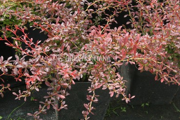 Барбарис Тунберга Оранж Дрим (Berberis thunbergii 'Orange Dream')