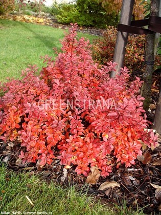 Барбарис Тунберга Ред Диджей (Berberis thunbergii 'Red DJ')