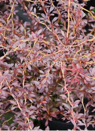 Барбарис Тунберга Ред Дрим (Berberis thunbergii 'Red Dream')