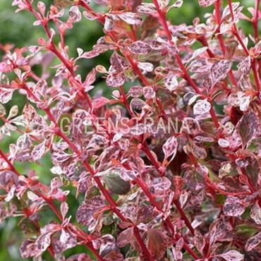 Барбарис Тунберга Фламинго (Berberis thunbergii 'Flamingo')