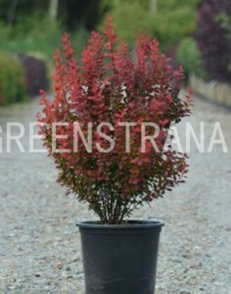 Барбарис Тунберга Эвита (Berberis thunbergii 'Evita')