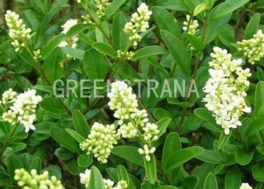 Бирючина обыкновенная (Ligustrum vulgare)