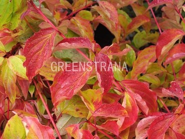 Дерен кроваво-красный Анни Винтер Оранж (Cornus sanguinea 'Anny's Winter Orange')