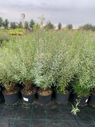 Ива пурпурная Нана (Salix purpurea 'Nana')