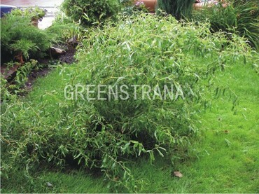 Ива извилистая Тортуоза (Salix matsudana 'Tortuosa')