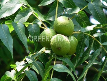 Орех черный (Juglans nigra)